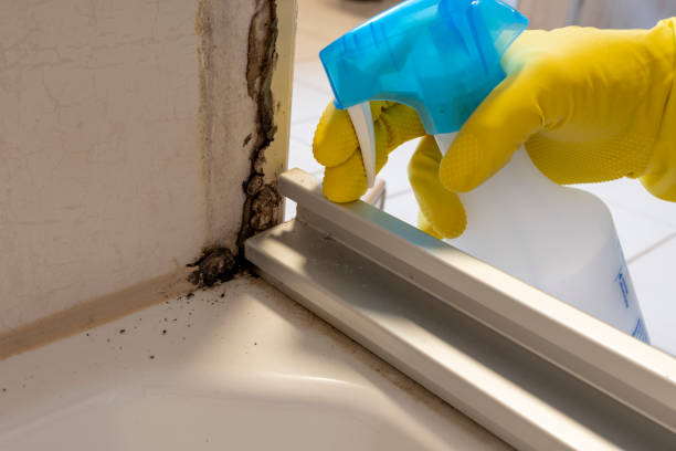 Best Local Mold Removal Service  in Bowdon, GA