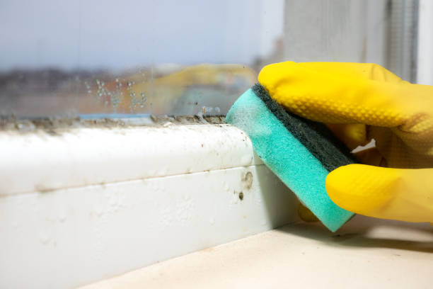 Best Office Mold Removal Services  in Bowdon, GA