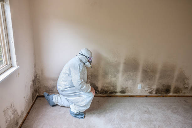 Reliable Bowdon, GA Mold Removal Solutions
