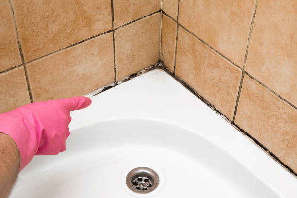 Best Best Mold Removal Companies  in Bowdon, GA